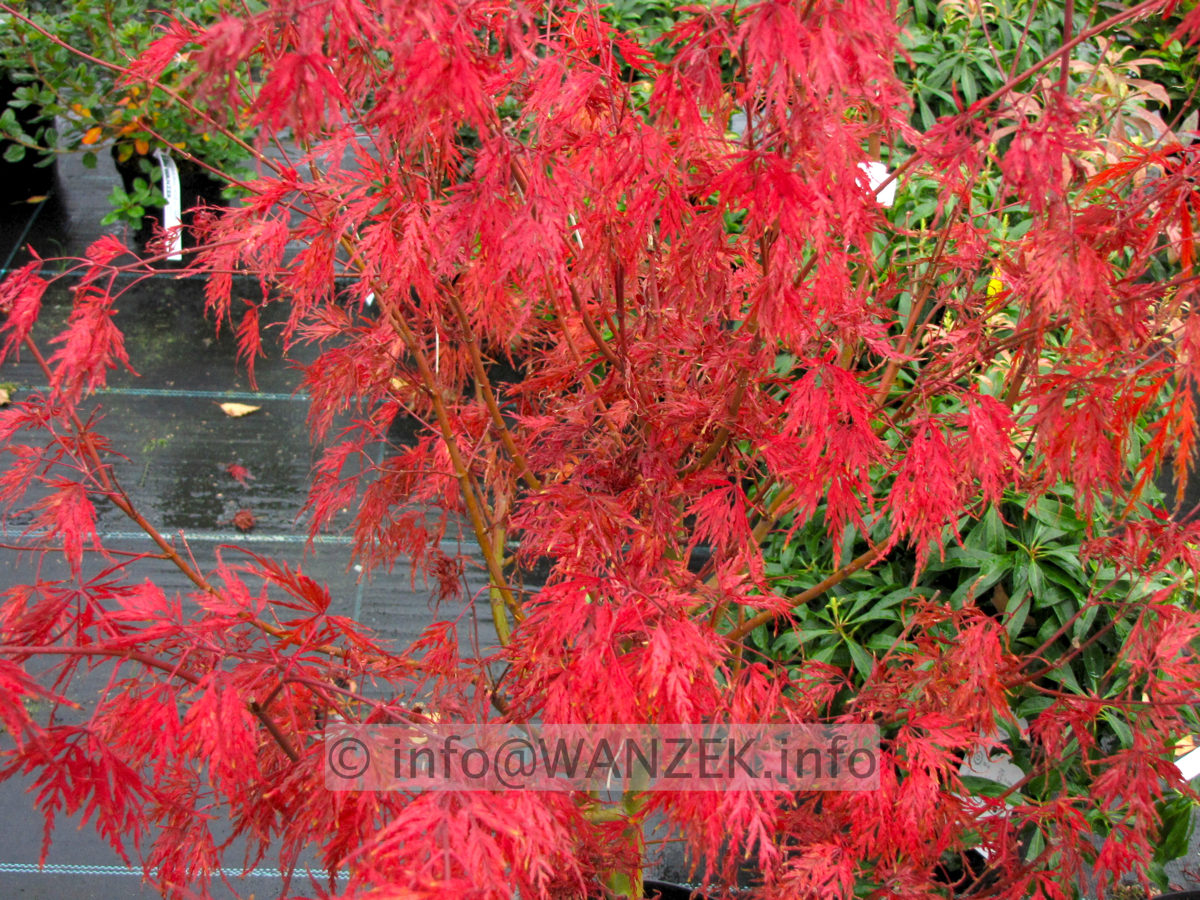 Acer palmatum Seiryu - Herbst 01.JPG
